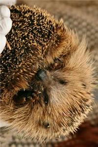 Hedgehog Napping in My Hands Journal