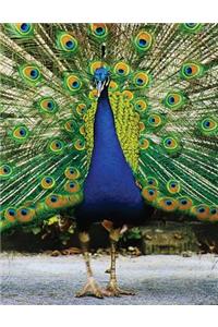 Peacock Blank Sketchbook