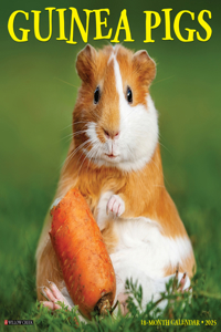 Guinea Pigs 2026 12 X 12 Wall Calendar