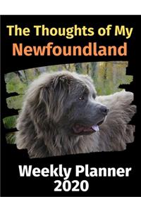 The Thoughts of My Newfoundland