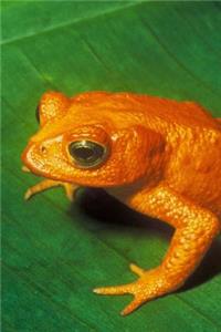 Extinct Golden Toad Journal: Take Notes, Write Down Memories in this 150 Page Lined Journal