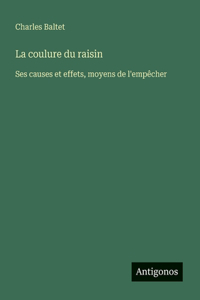 La coulure du raisin