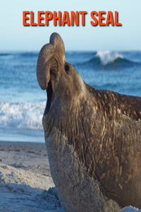 Elephant Seal