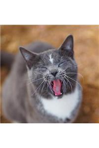 Colorado Barn Cats - Skunk and Chauncey