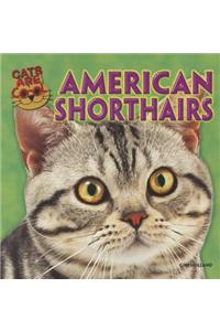 American Shorthairs