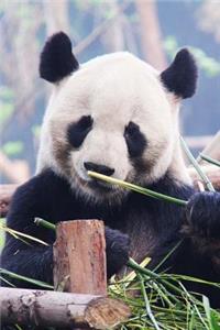 Super Cute Black and White Panda Bear Journal