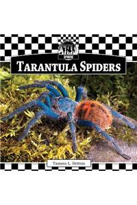 Tarantula Spiders