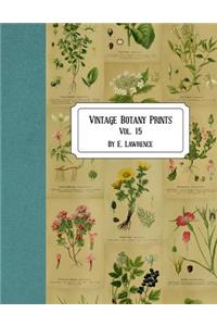 Vintage Botany Prints