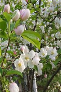 Springtime 2019 Daily Planner Pretty Flowering Tree 384 Pages