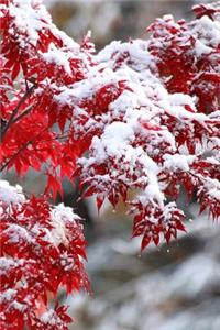 Journal Japanese Maple Winter Snow