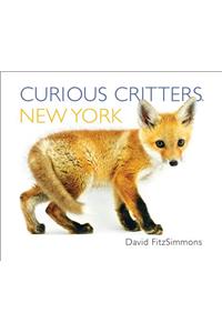Curious Critters New York