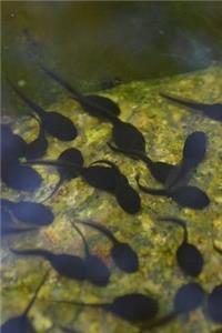 Tadpoles in the Pond Journal