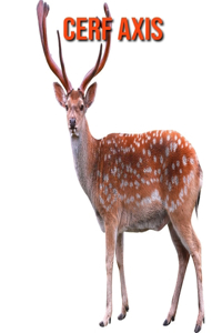 Cerf Axis