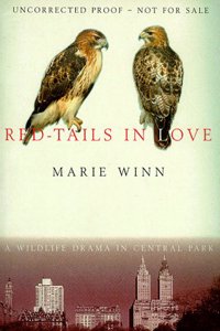 Red-Tails in Love: A Wildlife Drama in Central Park