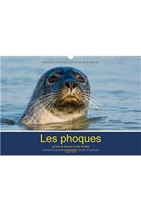 Les phoques en baie de Somme et baie d'Authie 2018