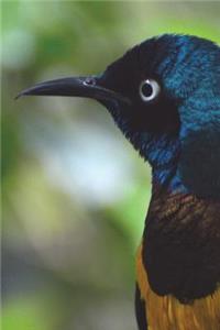 Golden-breasted Starling Journal