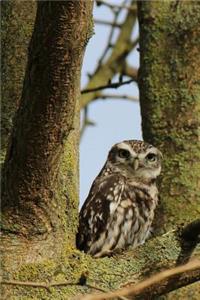 Western Screech Owl Journal