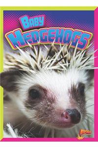 Baby Hedgehogs
