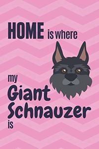 Home is where my Giant Schnauzer is