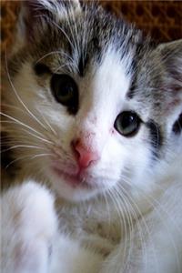 2020 Daily Planner Cute Kitten 388 Pages
