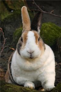 Brown and White Rabbit Journal