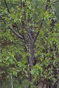 2020 Weekly Planner Trees First Spring Leaves Woods 134 Pages