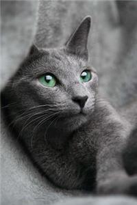 Stunning Green Eyed Russian Blue Cat Journal