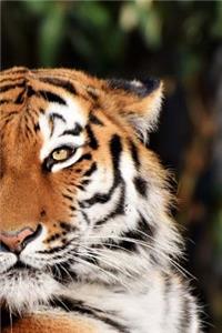 Tiger Notebook