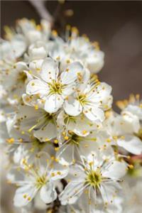 Hawthorn Flower Blossoms Journal: Take Notes, Write Down Memories in this 150 Page Lined Journal