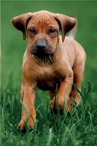 Rhodesian Ridgeback Spring Notebook & Journal. Productivity Work Planner & Idea Notepad