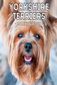 Yorkshire Terriers