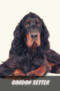 Gordon Setter