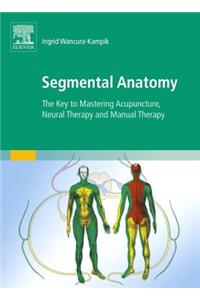 Segmental Anatomy