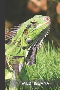 Wild Iguana