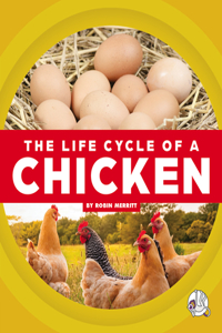 Life Cycle of a Chicken