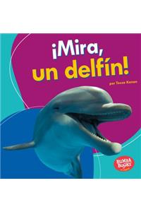 ¡Mira, Un Delfín! (Look, a Dolphin!)