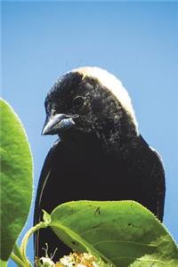 Bobolink Bird Journal