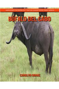 Búfalo del Cabo