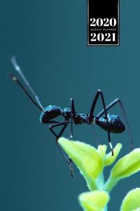 Ant Insect Myrmecology Week Planner Weekly Organizer Calendar 2020 / 2021 - Sitting on Small Leaf