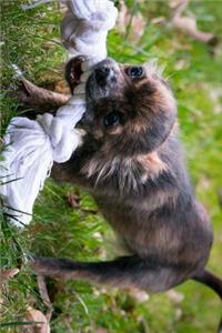 Chihuahua Tugging on a Rope Journal