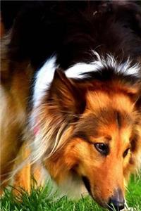 A Collie in the Grass Journal