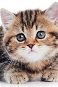 British Shorthair Kitten Spring Notebook, Diary, Journal. Productivity Work Planner & Idea Notepad