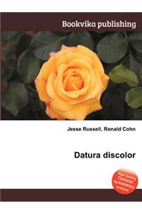 Datura Discolor