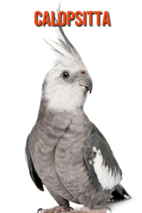 Calopsitta
