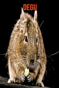 Degu