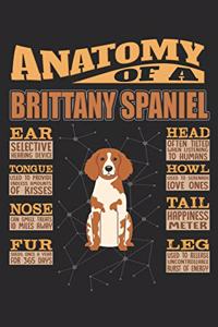 Anatomy Of A Brittany Spaniel