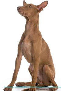 Pharaoh Hound Affirmations Workbook Pharaoh Hound Presents