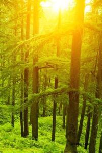 Journal Daily: Green Enchanted Forest and Tress, Lined Blank Journal Book, 6 X 9, 200 Pages