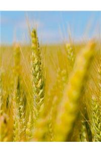 Wheat Fields