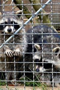 Raccoons Trash Pandas Looking for an Escape Journal